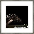 Barbaro And Churchill Downs At Night Framed Print