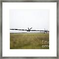 Barbed Wires Framed Print