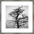 Bare Cypress Framed Print