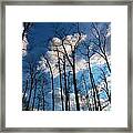 Bare Trees Fluffy Clouds Framed Print