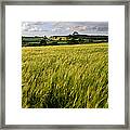 Barley Field, Wales, United Kingdom Framed Print