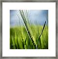 Barley Framed Print