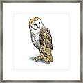 Barn Owl, Artwork Framed Print