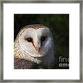 Barn Owl Framed Print