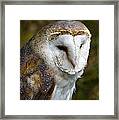 Barn Owl Framed Print