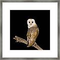 Barn Owl Tyto Alba Framed Print