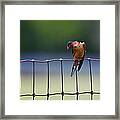 Barn Swallow Framed Print
