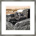 Barnicle Dinner Framed Print