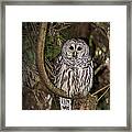 Barred Owl Framed Print
