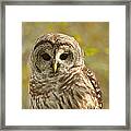 Barred Owl Framed Print