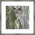 Barred Owl Peek A Boo Framed Print
