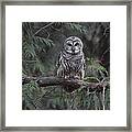 Barred Owl Stare Down Framed Print