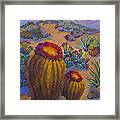 Barrel Cactus In Warm Light Framed Print