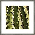 Barrel Cactus Framed Print