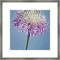 Basket-flower Blocking The Sun Framed Print