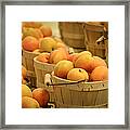 Baskets Of Apricots Framed Print