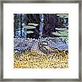 Basking Gator Framed Print