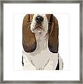 Basset Hound Puppy Framed Print