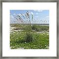 Beach Flowers And Oats 2 Framed Print