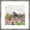 Beach Sparrow Framed Print