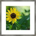 Beach Sunflower Framed Print