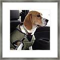 #beagle #tweed Framed Print