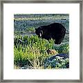 Bear 3 Framed Print