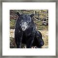 Bear - Wildlife Art - Ursus Americanus Framed Print