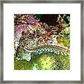 Bearded Fireworm On Rainbow Coral Framed Print