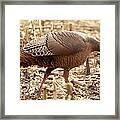 Bearded Wild Turkey Hen Framed Print