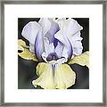 Bearded Iris Framed Print