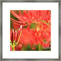 Beautiful Amaryllis Flower Red Spider Lily Aka Resurrection Lily Framed Print