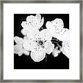 Beautiful Blossoms In Black And White Framed Print