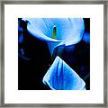 Beautiful Blue Calla Lilies Framed Print