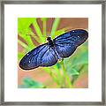 Beautiful Blue Framed Print