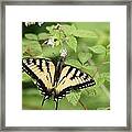 Beautiful Butterfly Framed Print