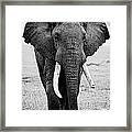 Beautiful Elephant Black And White 17 Framed Print