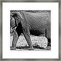 Beautiful Elephant Black And White 45 Framed Print