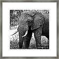 Beautiful Elephant Black And White 59 Framed Print