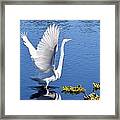 Beautiful Grest White Egret Framed Print