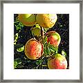 Beautiful Harvest. Apples Framed Print
