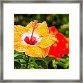 Beautiful Hibiscus Framed Print