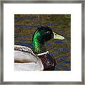 Beautiful Iridescent Mallard Duck Framed Print