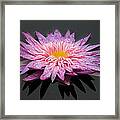Beautiful Lily Framed Print