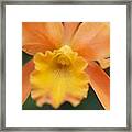 Beautiful Orange Orchid Framed Print