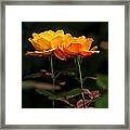 Beautiful Pair Framed Print