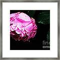 Beautiful Peony Framed Print