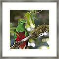 Beautiful Quetzal 1 Framed Print