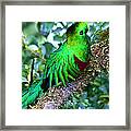 Beautiful Quetzal 2 Framed Print