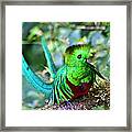 Beautiful Quetzal 5 Framed Print